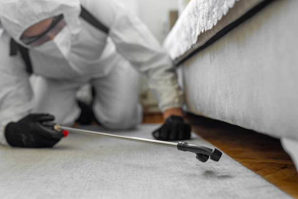 Professional Bed Bug Control technician working in Blue Mountain, MS